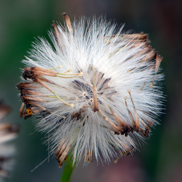 pluisje Hersteld